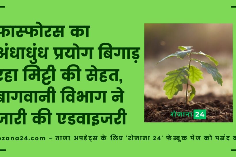 फास्फोरस का अंधाधुंध प्रयोग बिगाड़ रहा मिट्टी की सेहत, बागवानी विभाग ने जारी की एडवाइजरी