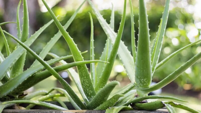 2. एलोवेरा (Aloe Vera) – स्किन और डाइजेशन के लिए वरदान