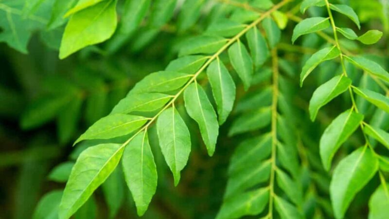 करी पत्ता (Curry Leaves) – डायबिटीज और बालों के लिए लाभकारी