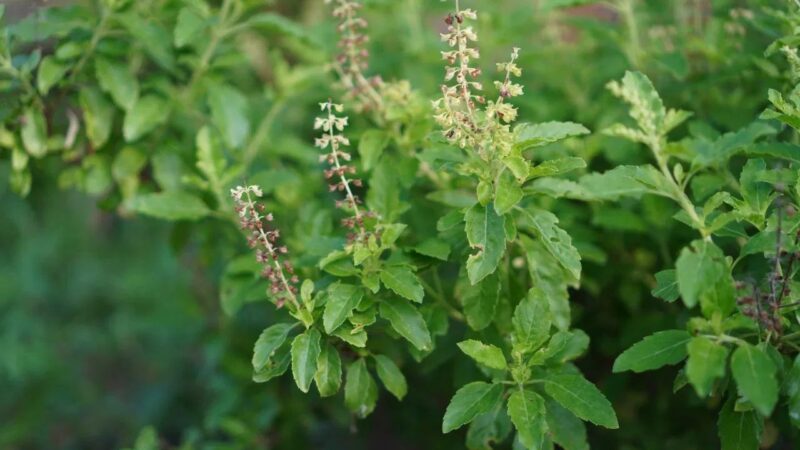 तुलसी (Holy Basil) – इम्यूनिटी बढ़ाने का रामबाण