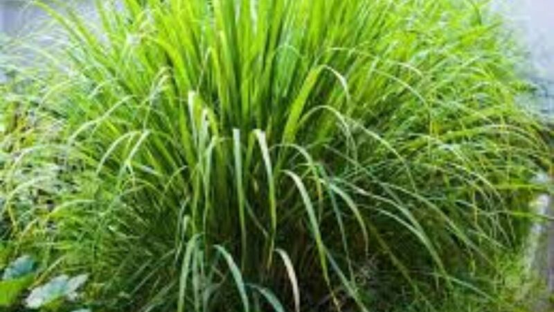 लेमन ग्रास (Lemongrass) – डिटॉक्स और वेट लॉस में फायदेमंद