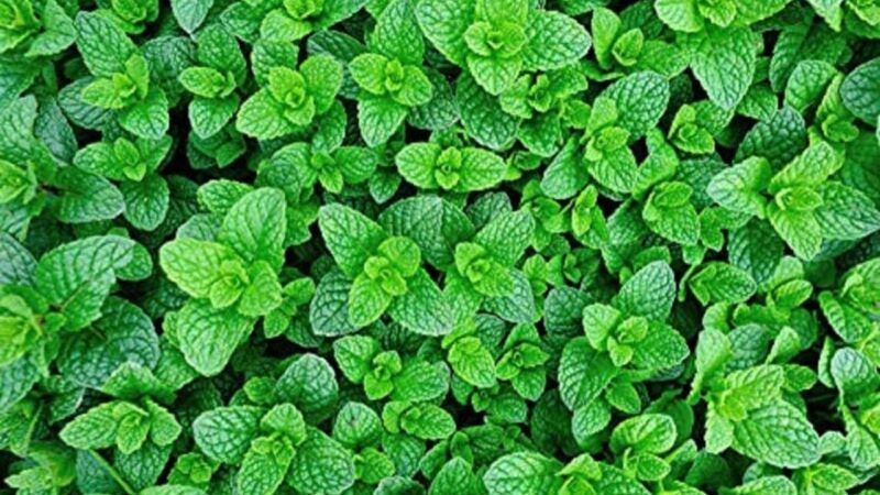 पुदीना (Mint) – पाचन तंत्र के लिए फायदेमंद