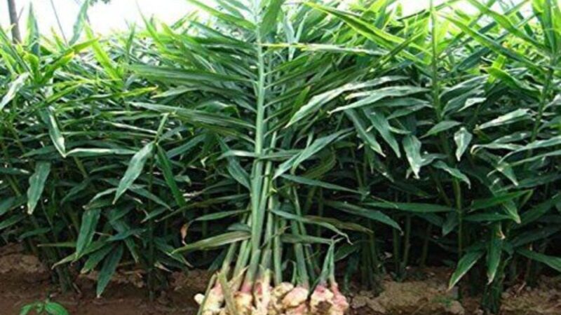 अदरक (Ginger) – एंटी-इंफ्लेमेटरी गुणों से भरपूर