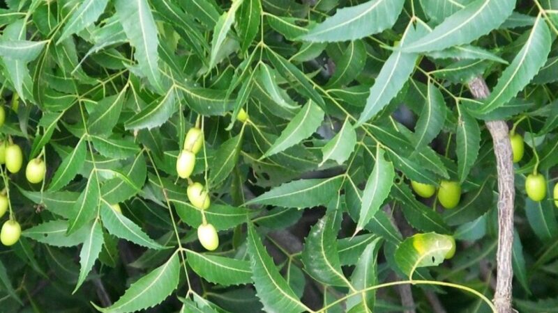 नीम (Neem) – प्राकृतिक एंटीबायोटिक