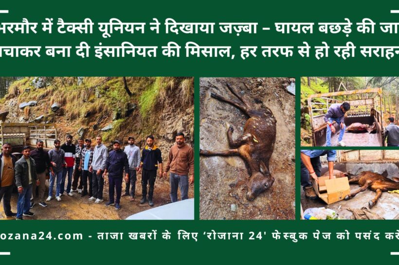 भरमौर में टैक्सी यूनियन ने दिखाया जज़्बा – घायल बछड़े की जान बचाकर बना दी इंसानियत की मिसाल, हर तरफ से हो रही सराहना भरमौर में टैक्सी यूनियन ने दिखाया जज़्बा – आवारा कुत्तों के हमले में घायल बछड़े की जान बचाकर बना दी इंसानियत की मिसाल, हर तरफ से हो रही सराहना