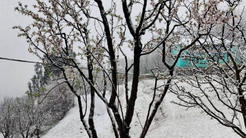 बर्फबारी से हिमाचल बना विंटर वंडरलैंड, शिमला-मनाली में उमड़े पर्यटक