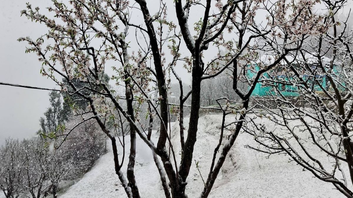 बर्फबारी से हिमाचल बना विंटर वंडरलैंड, शिमला-मनाली में उमड़े पर्यटक